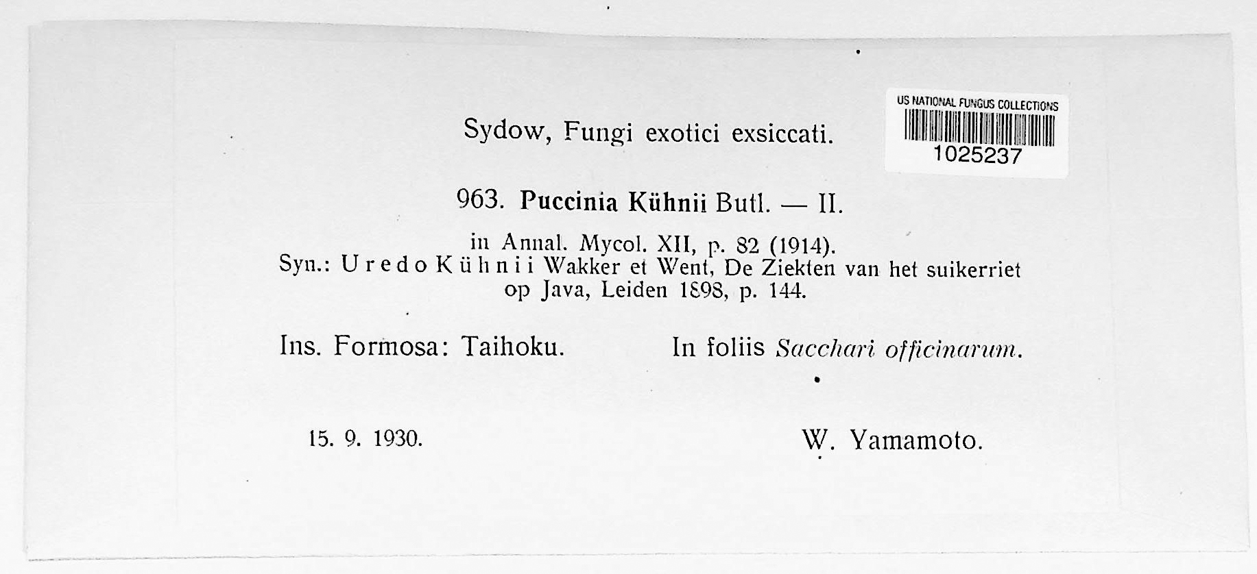 Puccinia kuehnii thumbnail